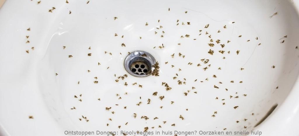 Rioolvliegjes in huis Dongen? Oorzaken en snelle hulp